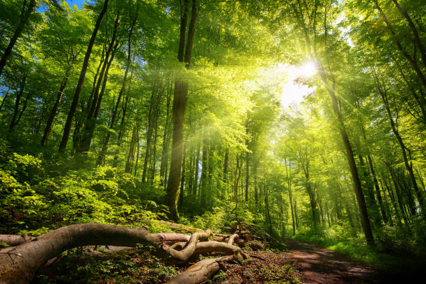 Forêt lumineuse