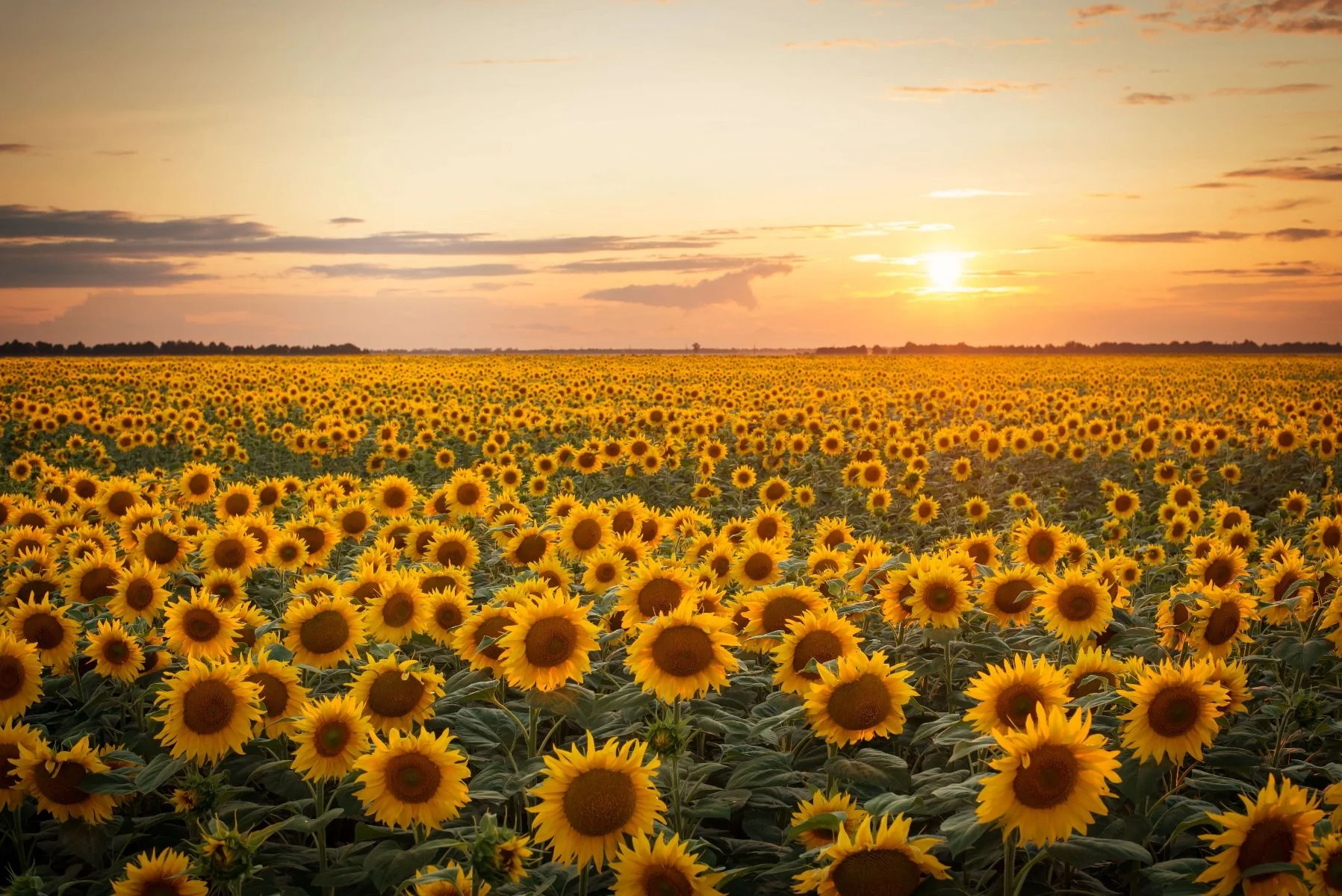 Champ de tournesols